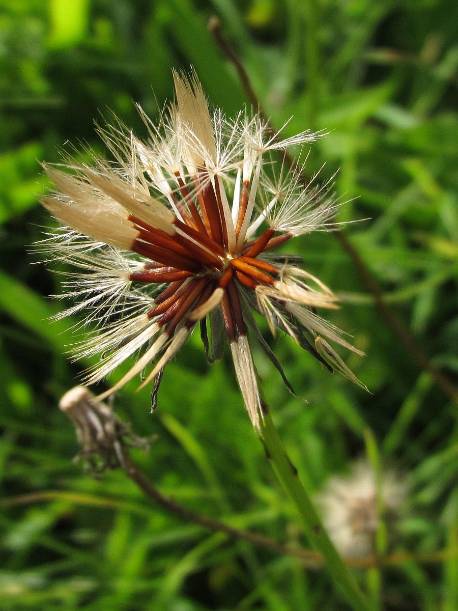 Scorzoneroides autumnalis (door Hanneke Waller)