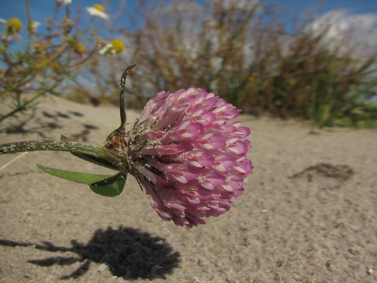 Trifolium pratense (door Hanneke Waller)