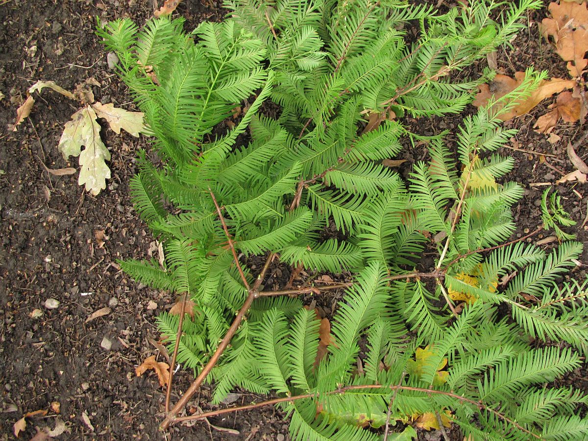 Metasequoia glyptostroboides (door Hanneke Waller)