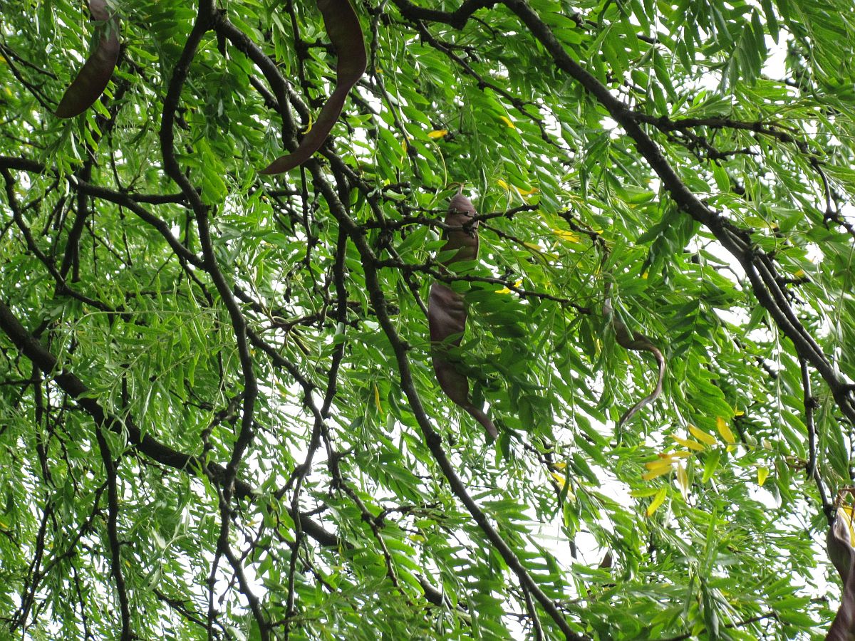 Gleditsia triacanthos (door Hanneke Waller)