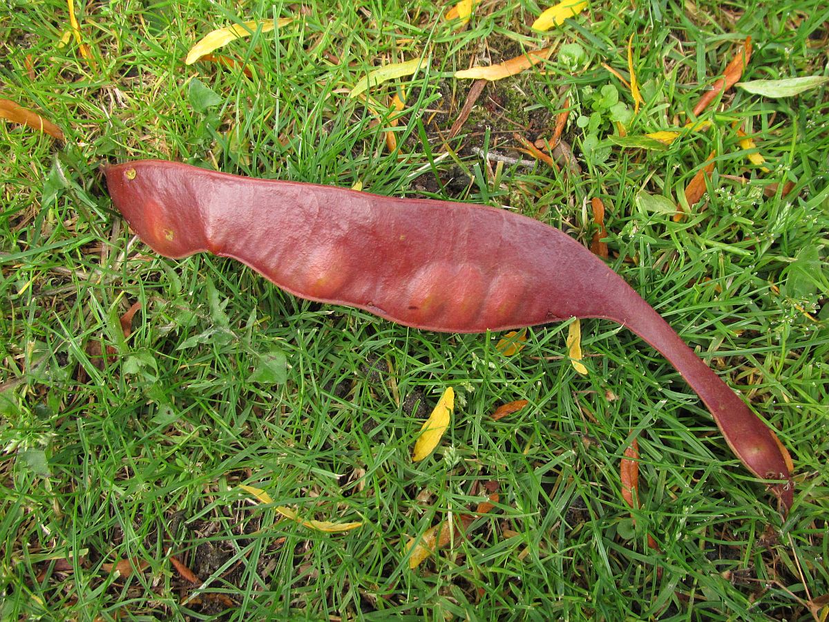 Gleditsia triacanthos (door Hanneke Waller)