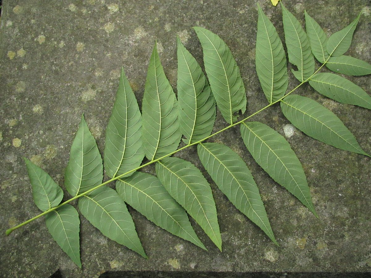 Juglans nigra (door Hanneke Waller)