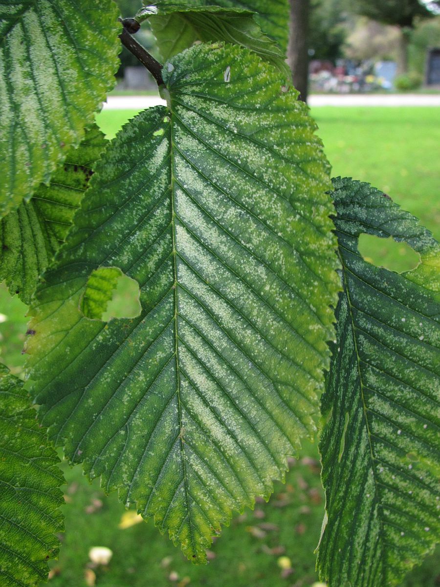 Ulmus glabra (door Hanneke Waller)