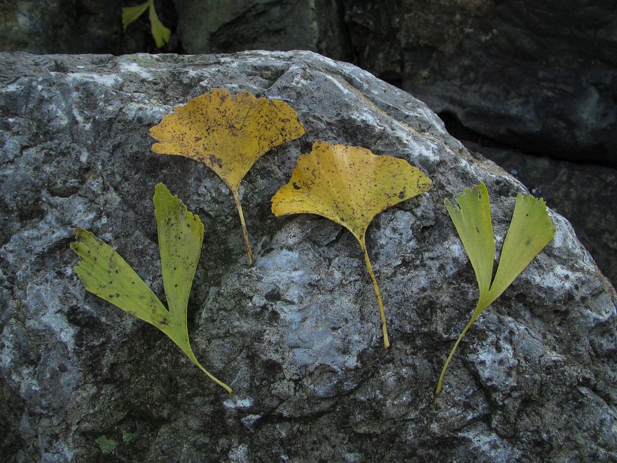 Ginkgo biloba (door Hanneke Waller)