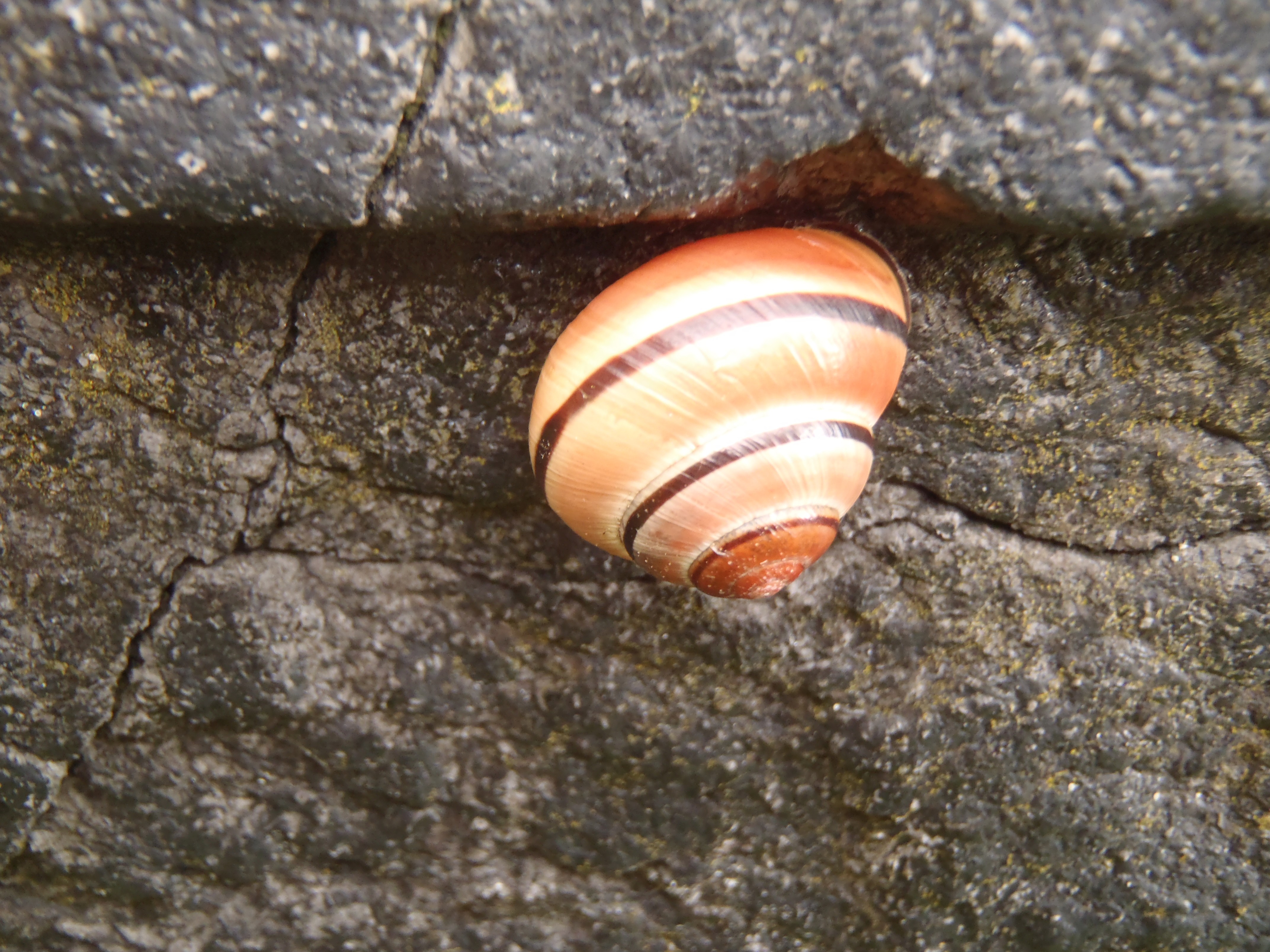 Cepaea nemoralis nemoralis (door ADP van Peursen)