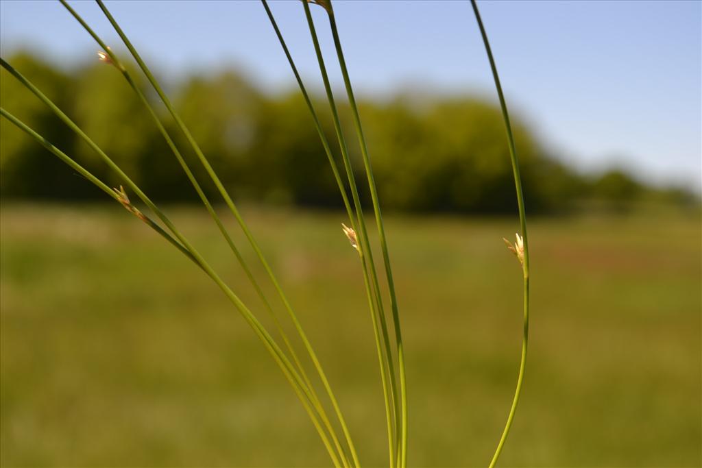 Juncus filiformis (door Marcel Bolten)