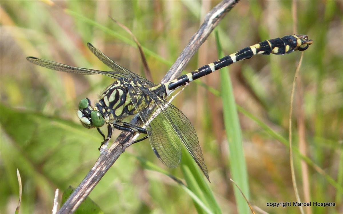 Onychogomphus forcipatus (door Marcel Hospers)
