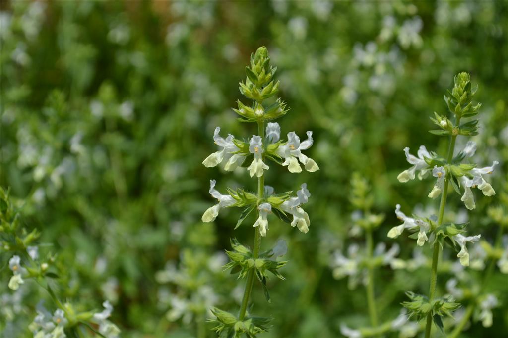 Stachys annua (door Marcel Bolten)