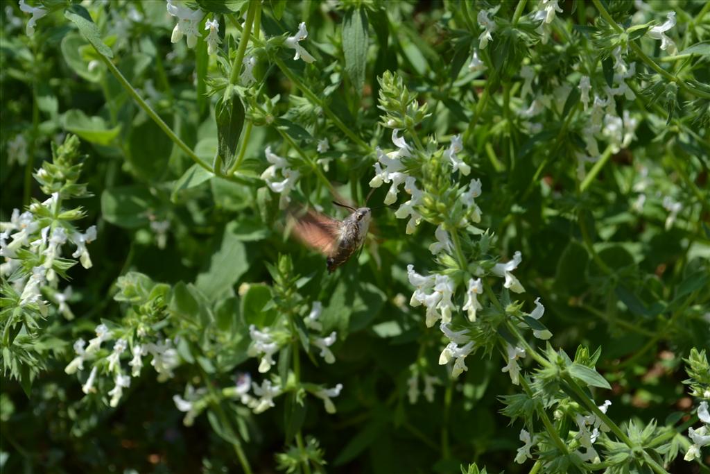 Stachys annua (door Marcel Bolten)