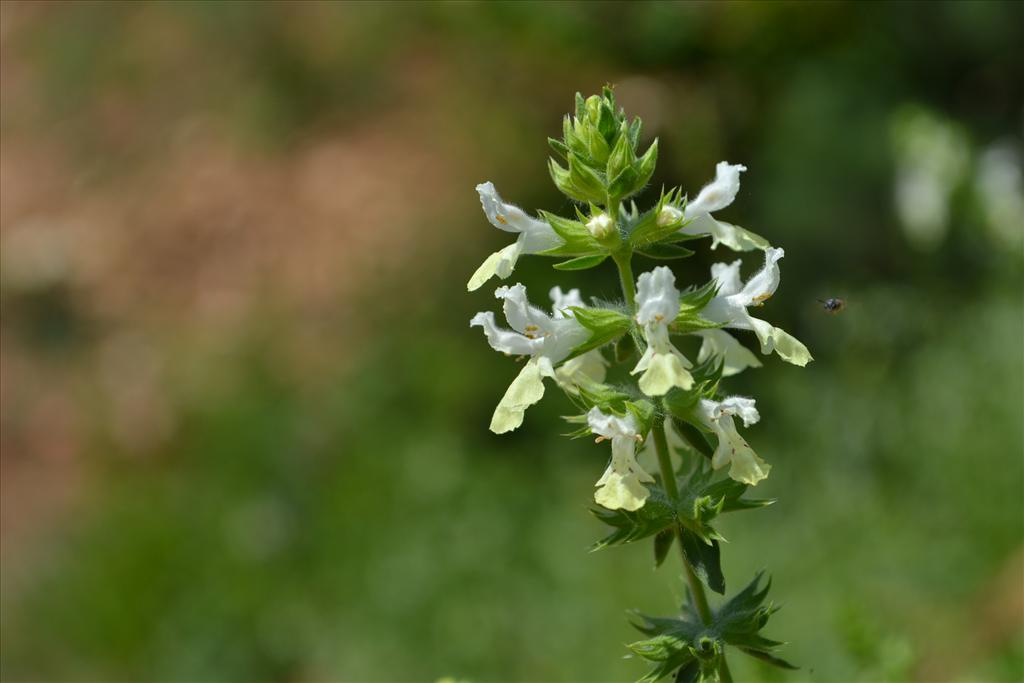 Stachys annua (door Marcel Bolten)