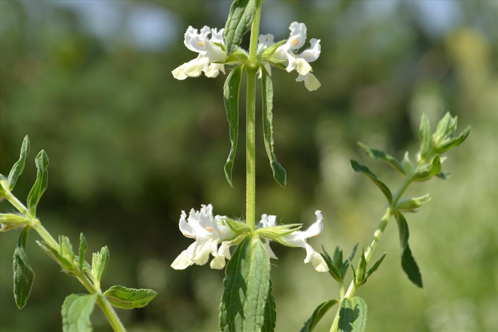 Stachys annua (door Marcel Bolten)