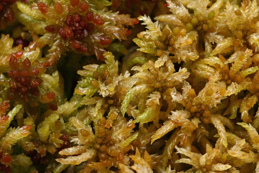 Sphagnum affine (door Klaas van der Veen)