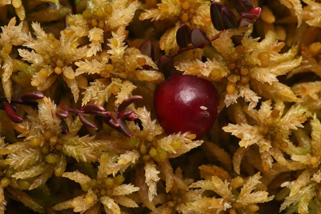 Sphagnum affine (door Klaas van der Veen)