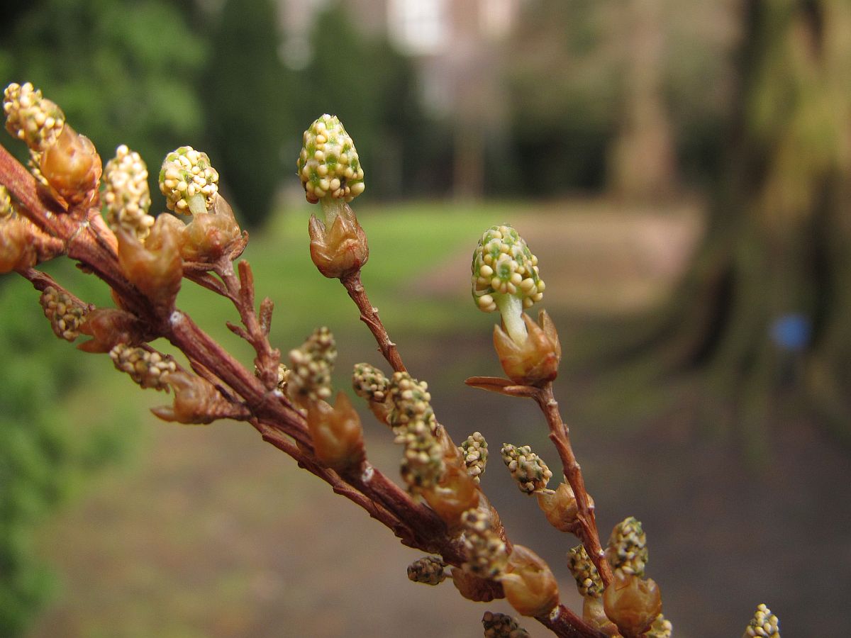 Metasequoia glyptostroboides (door Hanneke Waller)