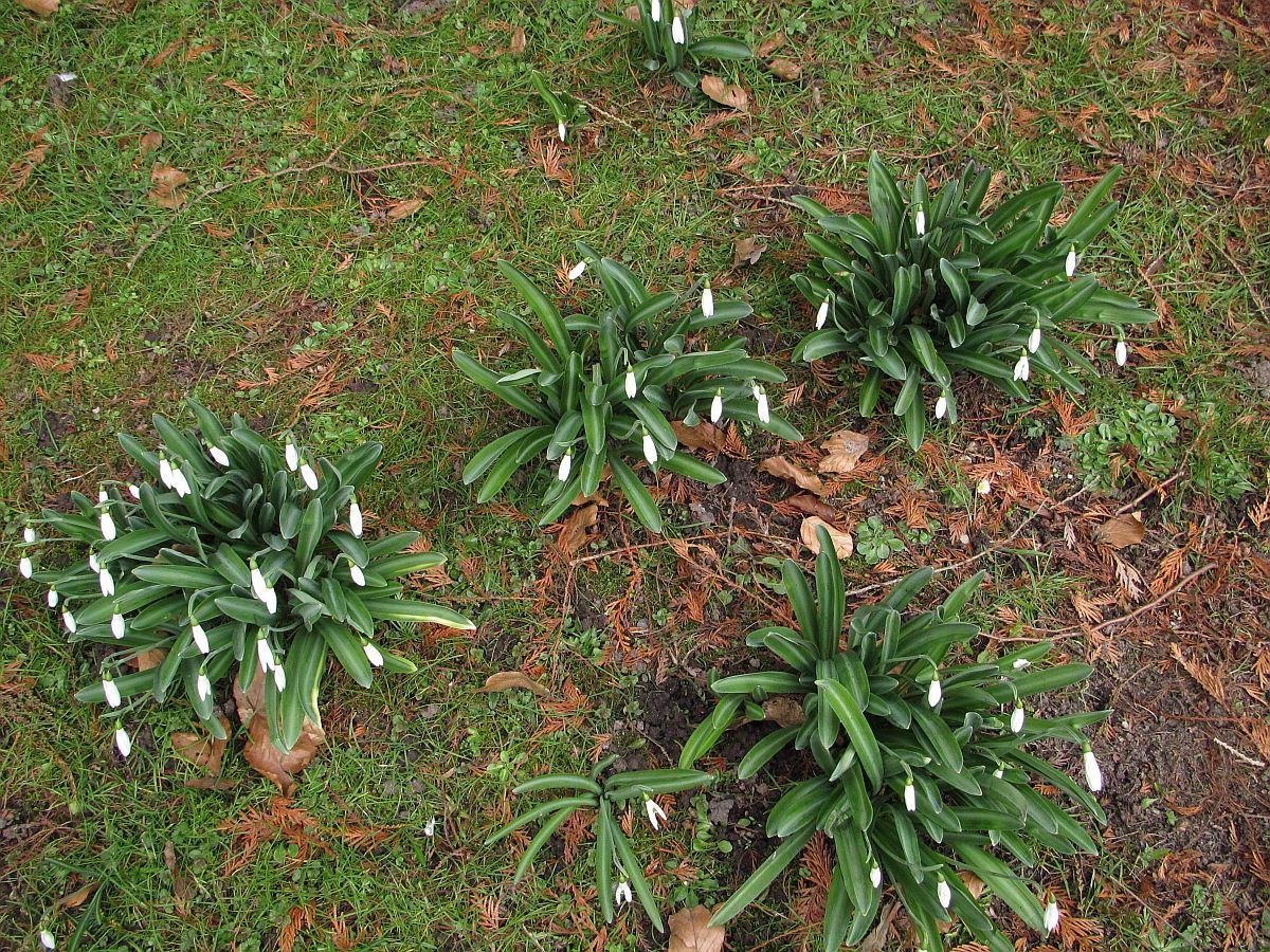 Galanthus plicatus (door Hanneke Waller)