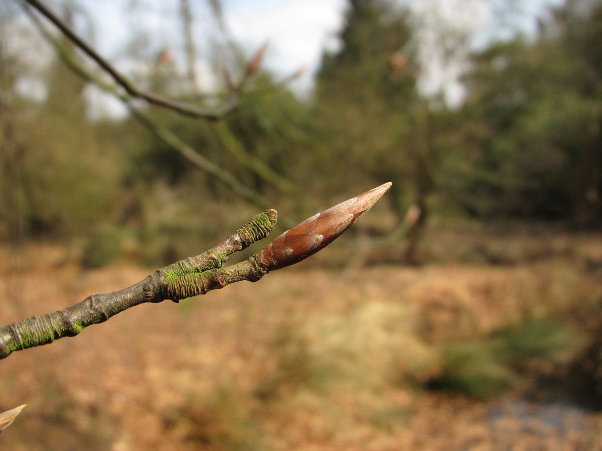 Fagus sylvatica (door Hanneke Waller)