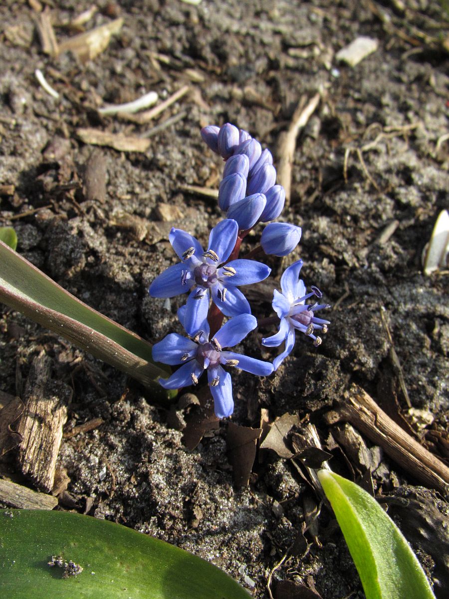 Scilla bifolia (door Hanneke Waller)