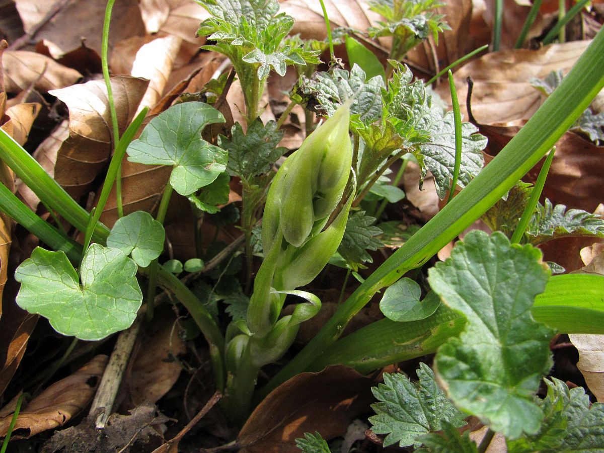 Ornithogalum nutans (door Hanneke Waller)