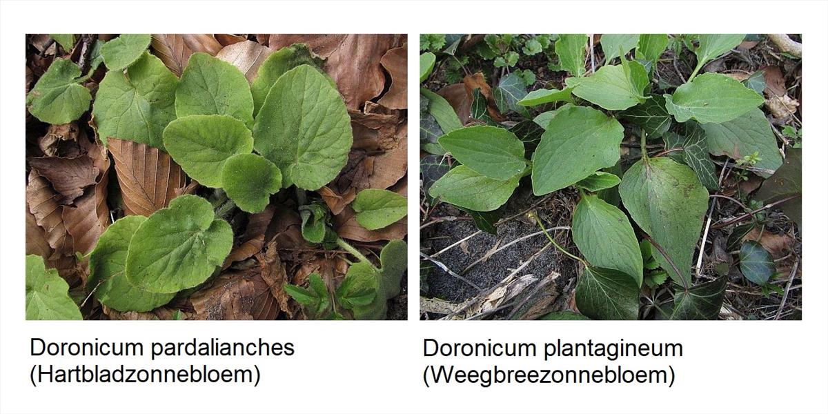 Doronicum pardalianches (door Hanneke Waller)