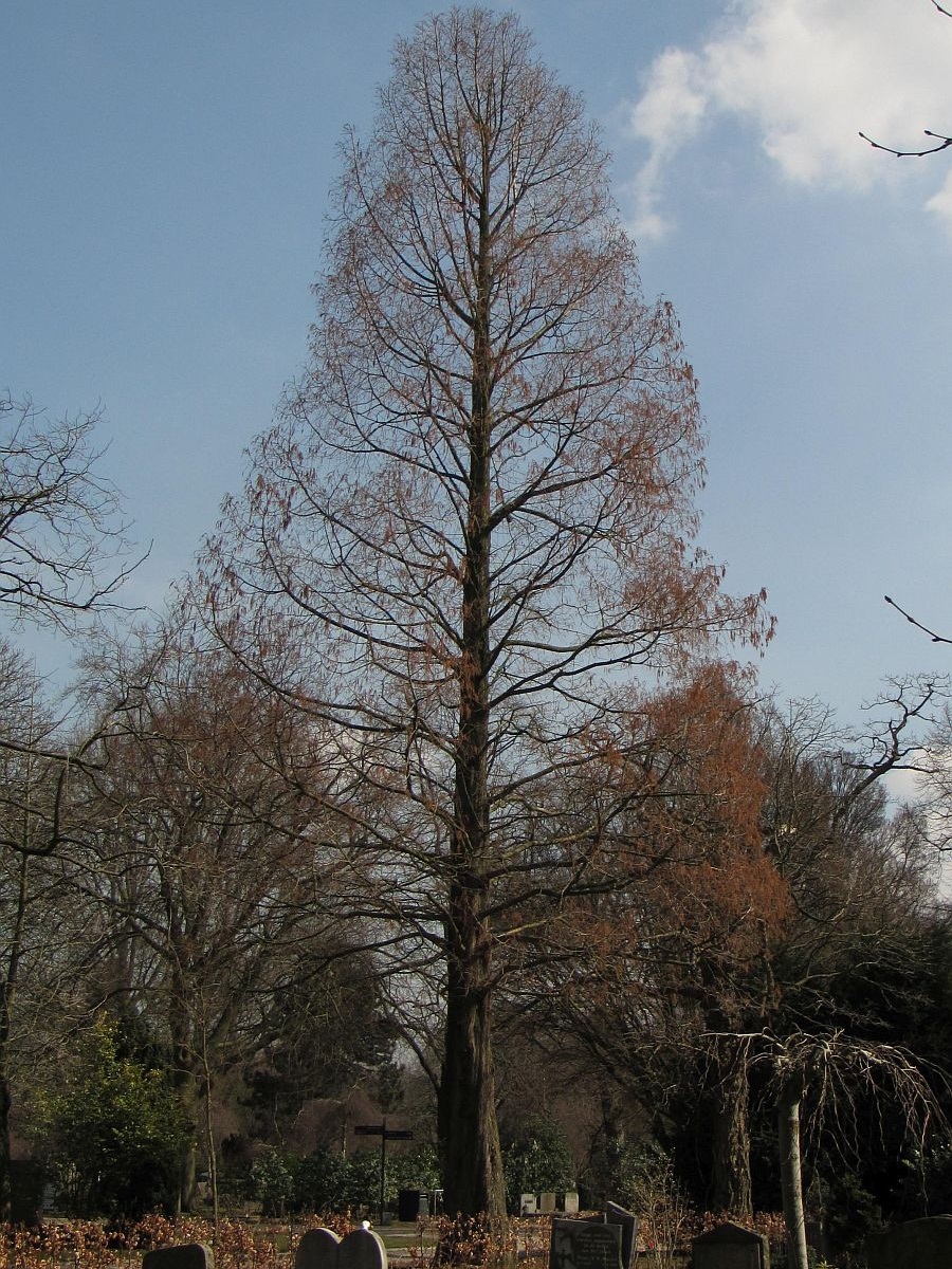 Metasequoia glyptostroboides (door Hanneke Waller)