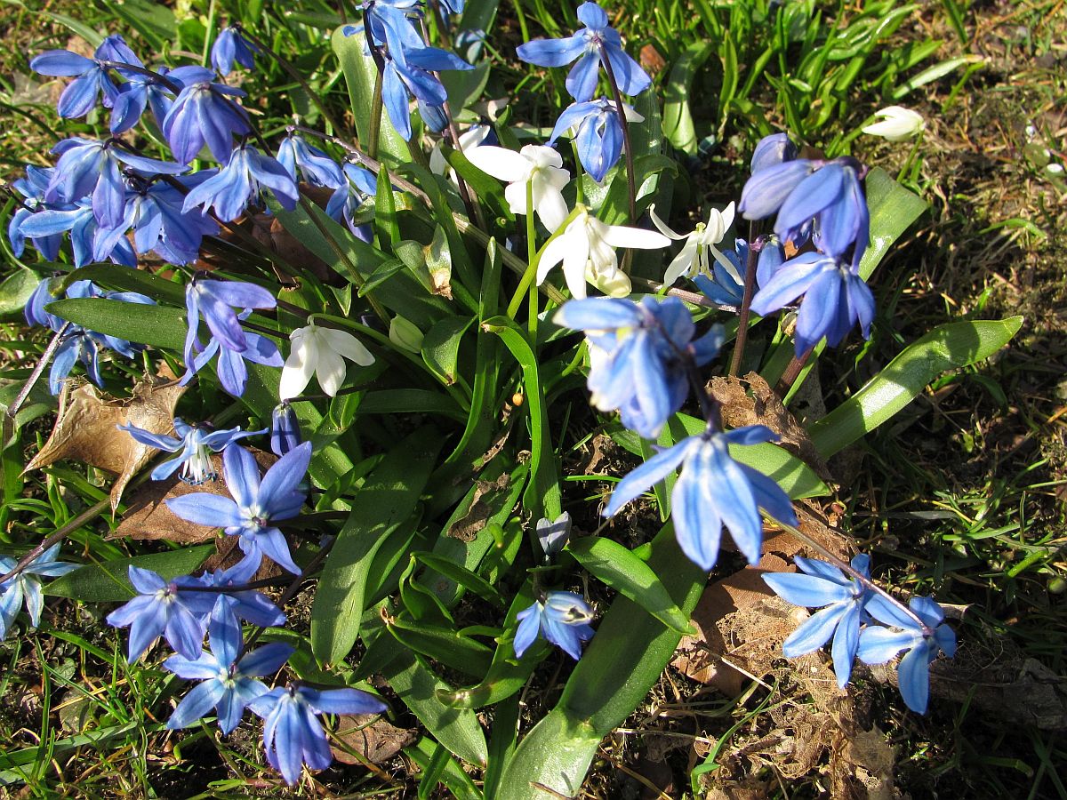 Scilla siberica (door Hanneke Waller)