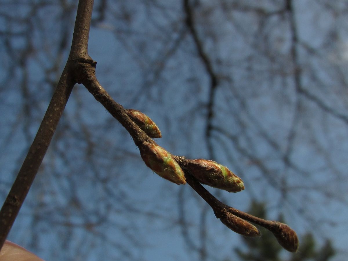 Carpinus betulus (door Hanneke Waller)