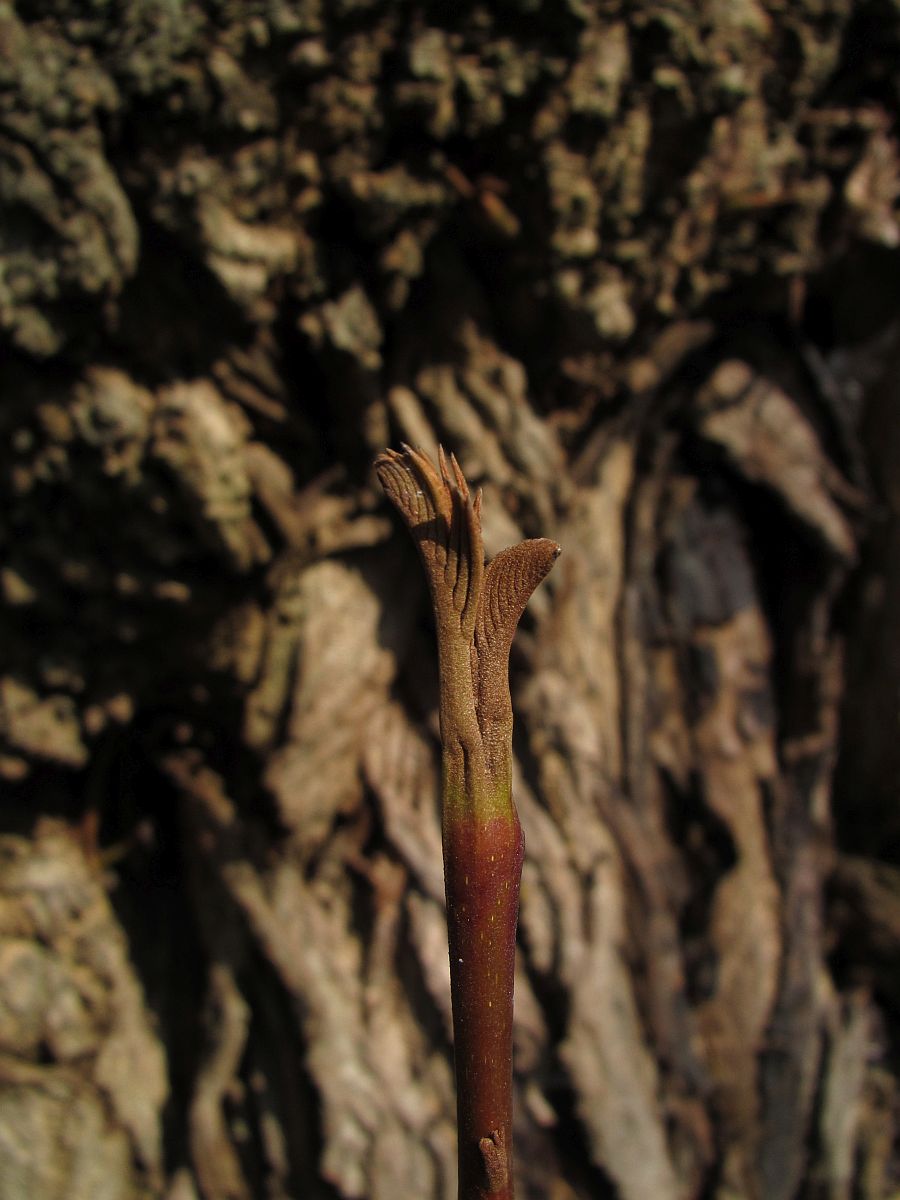Pterocarya fraxinifolia (door Hanneke Waller)