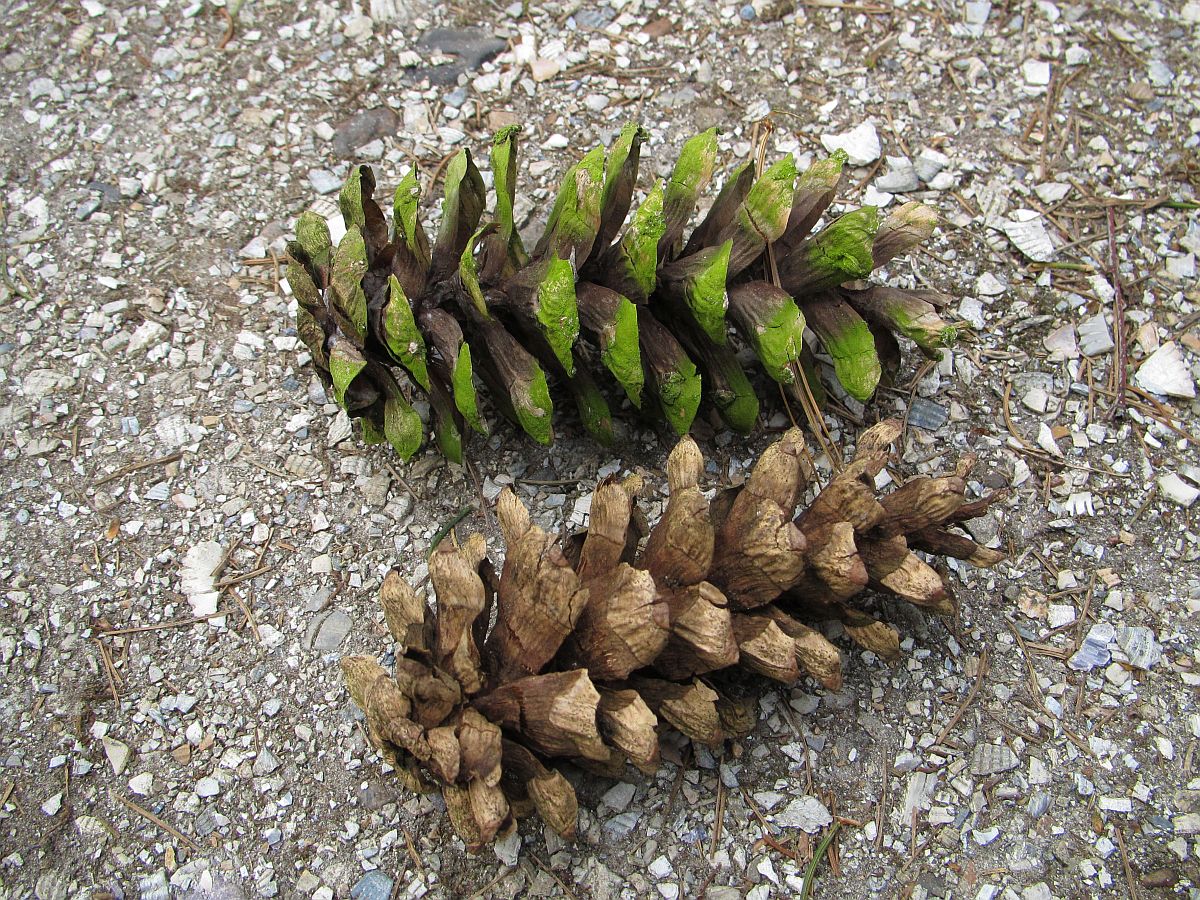 Pinus strobus (door Hanneke Waller)
