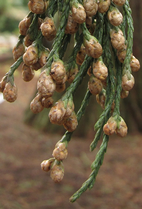 Sequoiadendron giganteum (door Hanneke Waller)