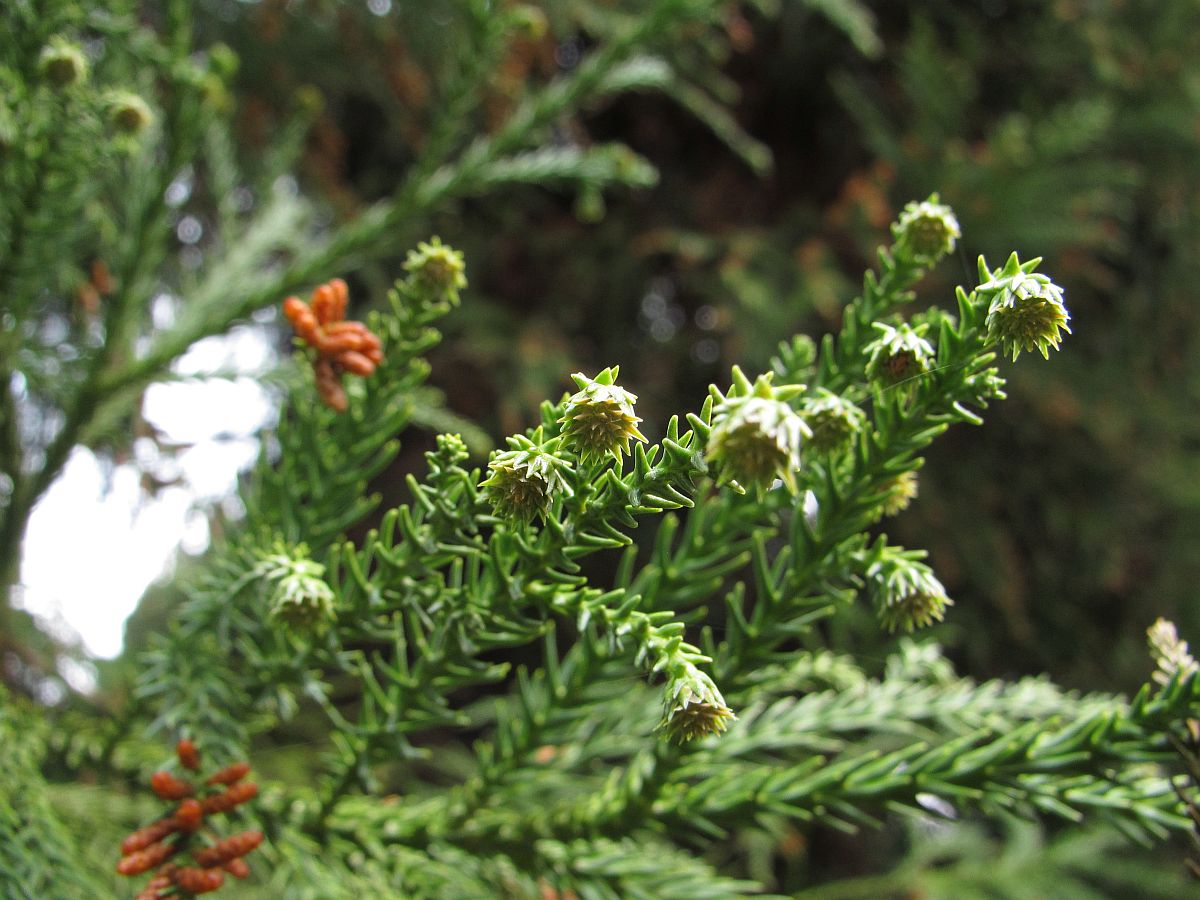 Cryptomeria japonica (door Hanneke Waller)