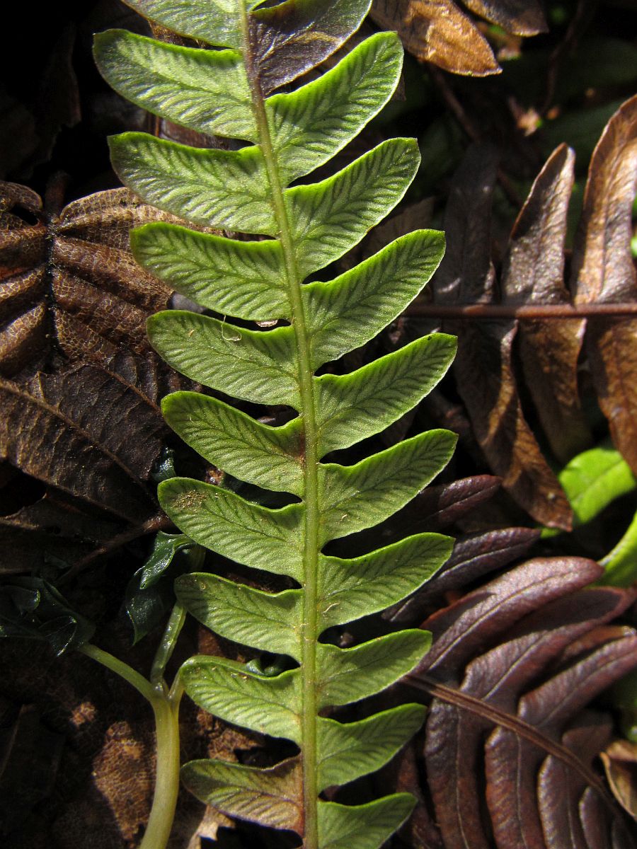 Struthiopteris spicant (door Hanneke Waller)