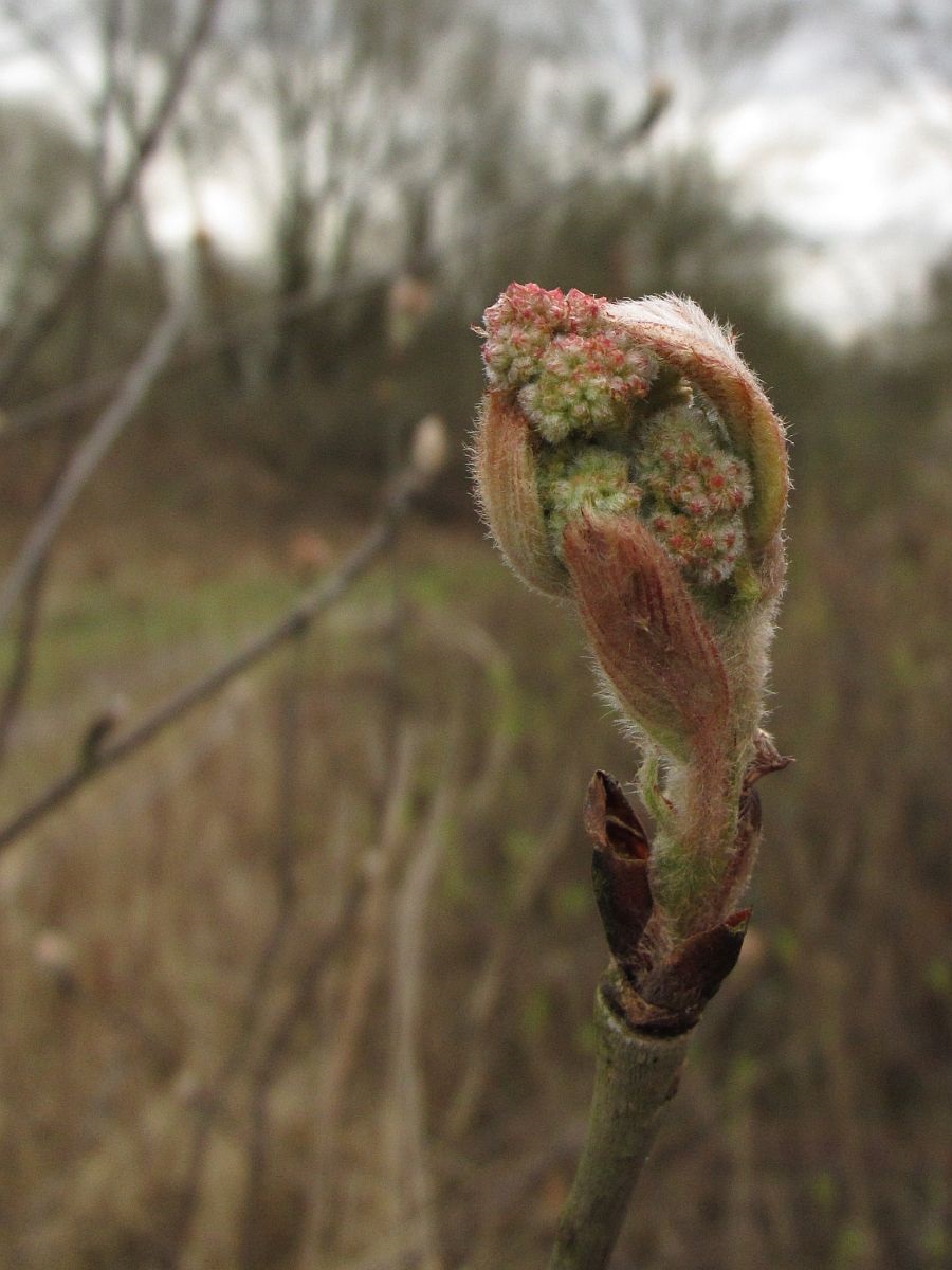 Sorbus aucuparia (door Hanneke Waller)