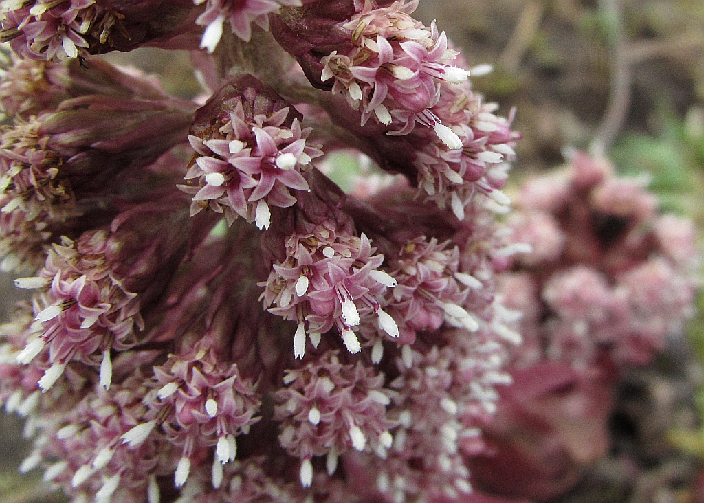 Petasites hybridus (door Hanneke Waller)