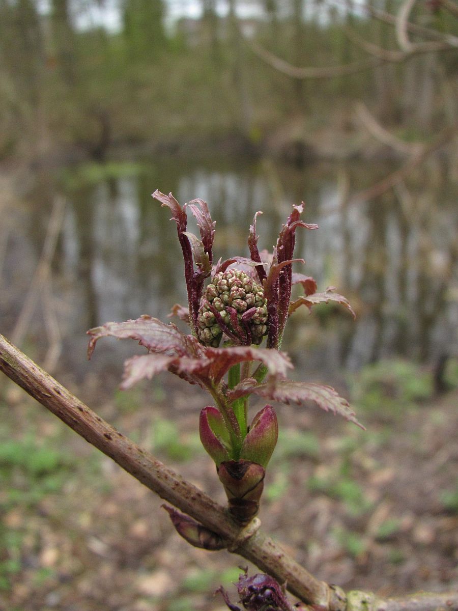 Sambucus racemosa (door Hanneke Waller)