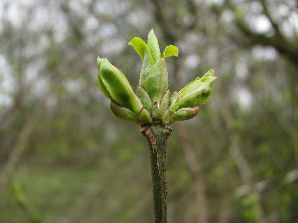 Euonymus europaeus (door Hanneke Waller)