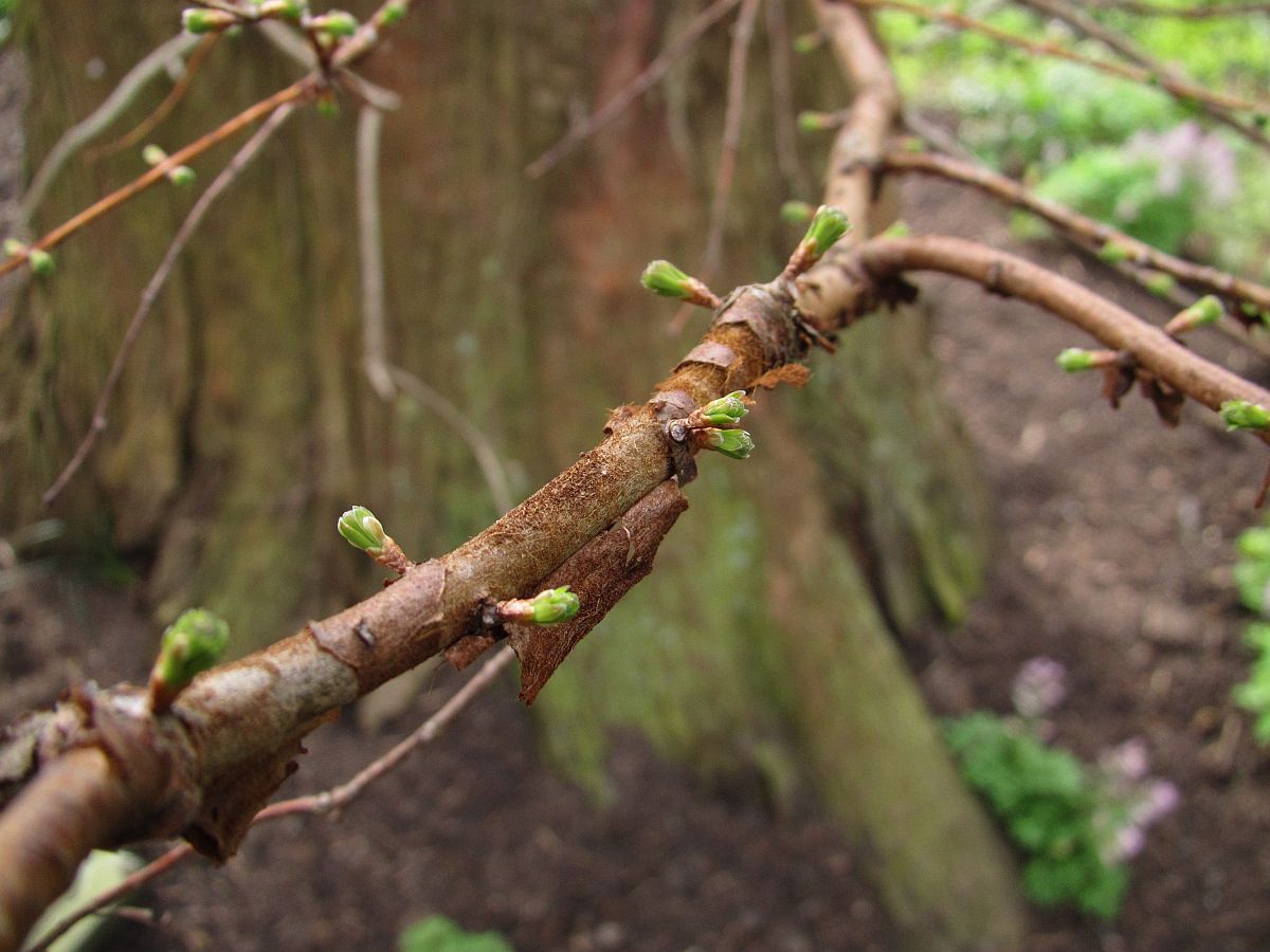 Metasequoia glyptostroboides (door Hanneke Waller)