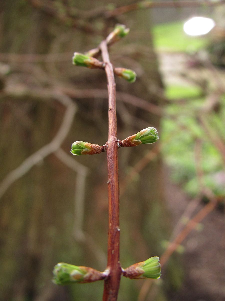 Metasequoia glyptostroboides (door Hanneke Waller)