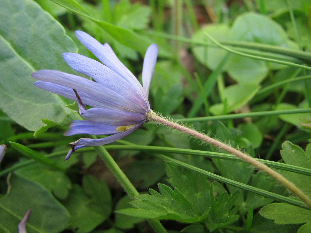 Anemone blanda (door Hanneke Waller)