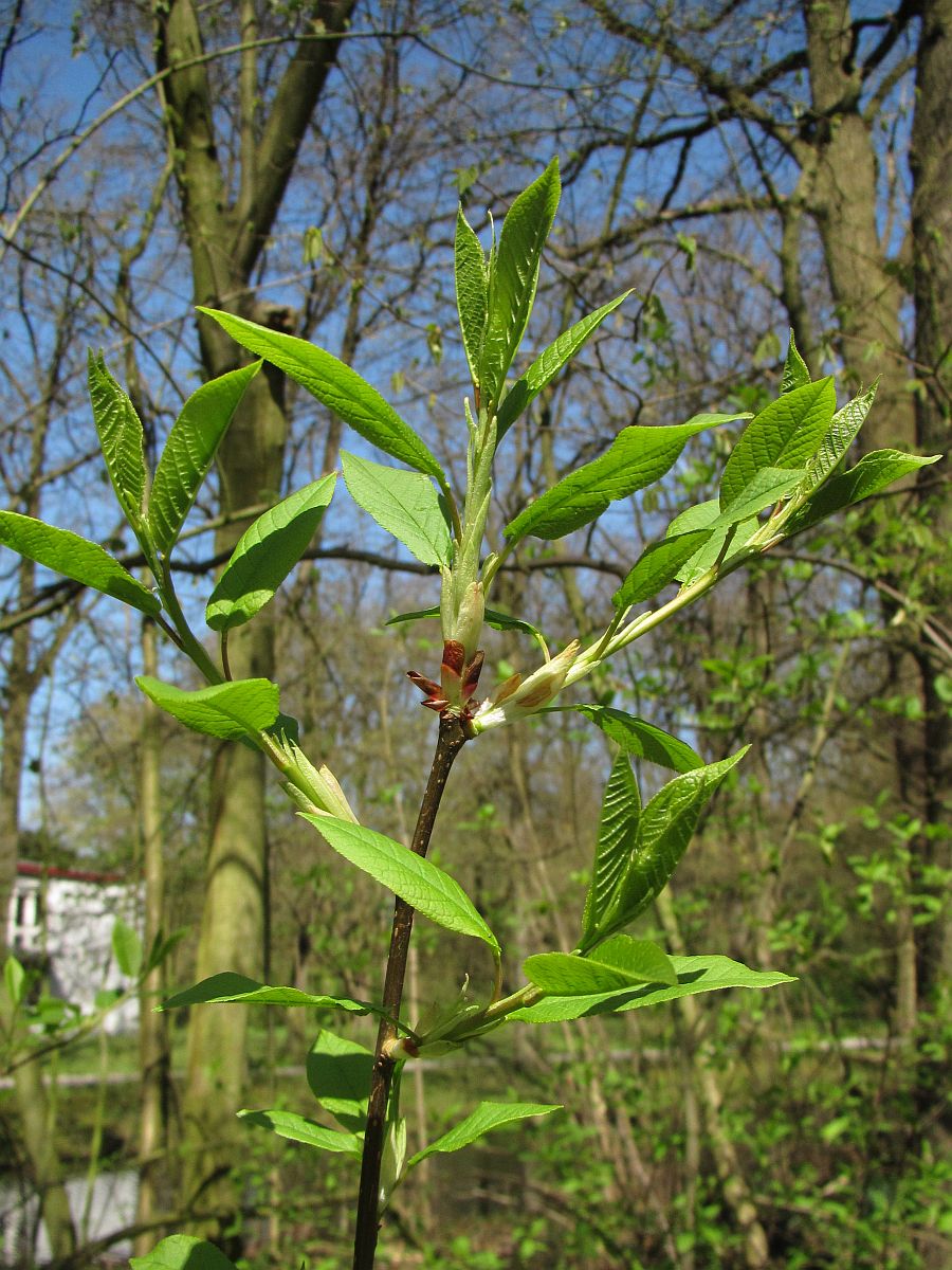 Prunus padus (door Hanneke Waller)