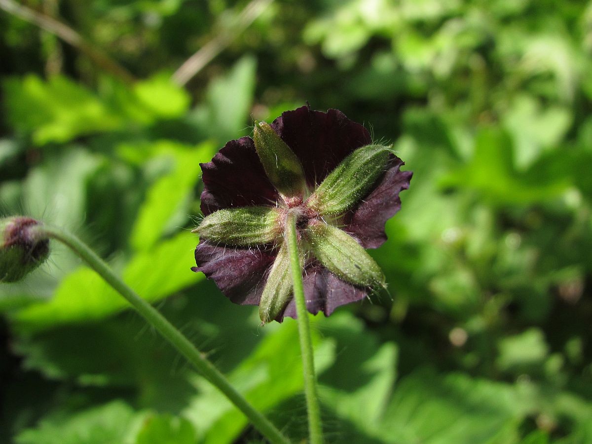 Geranium phaeum (door Hanneke Waller)