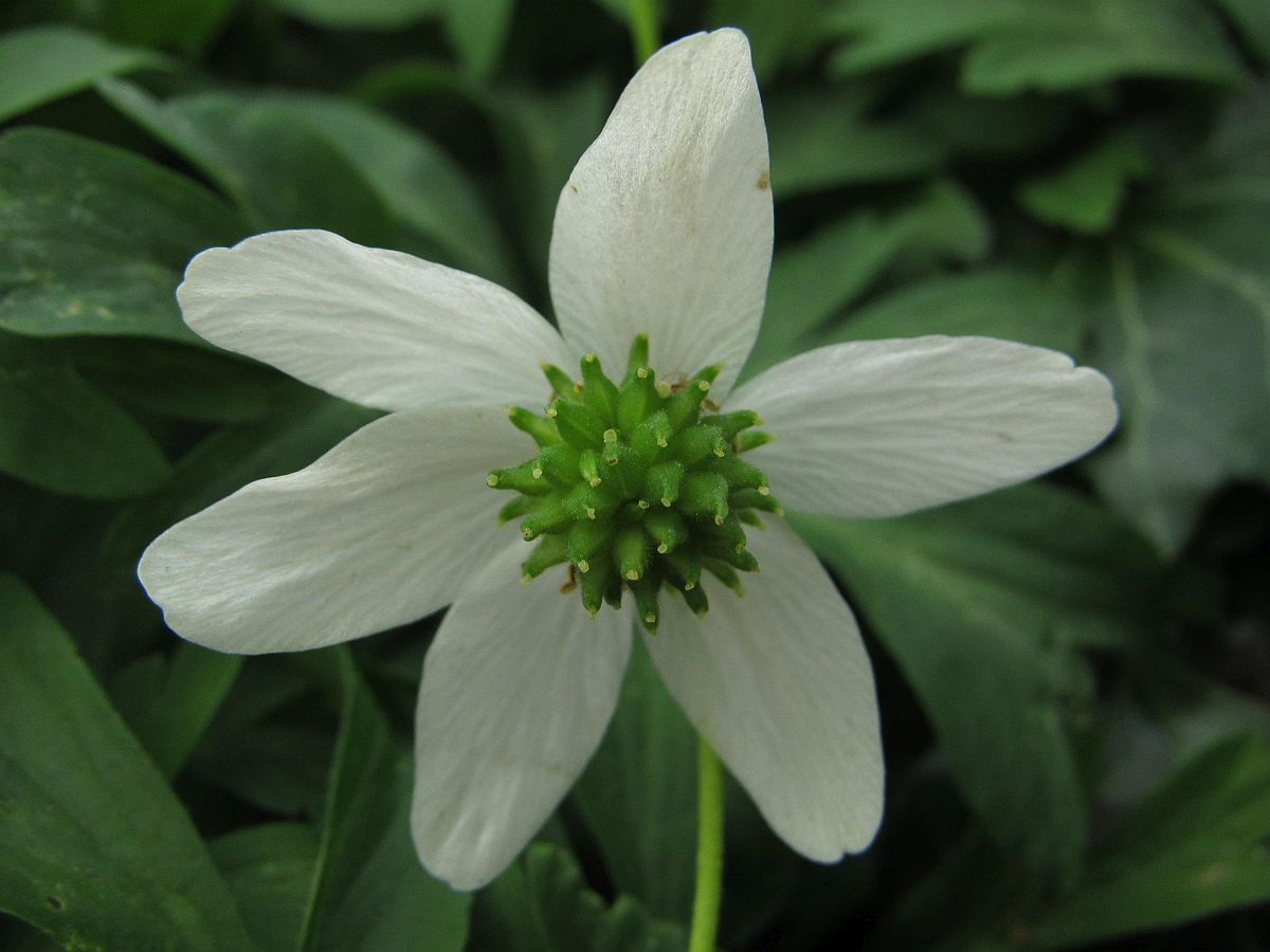 Anemone nemorosa (door Hanneke Waller)