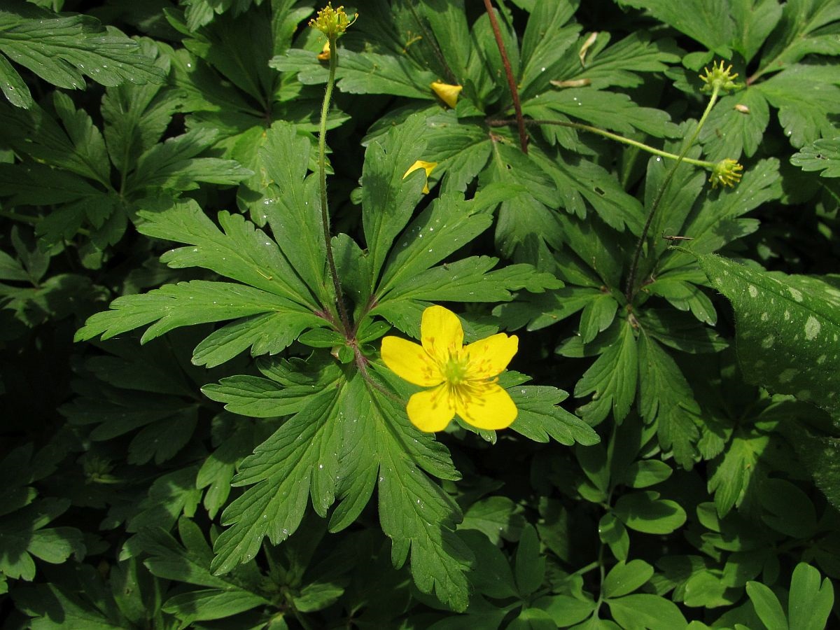 Anemone ranunculoides (door Hanneke Waller)