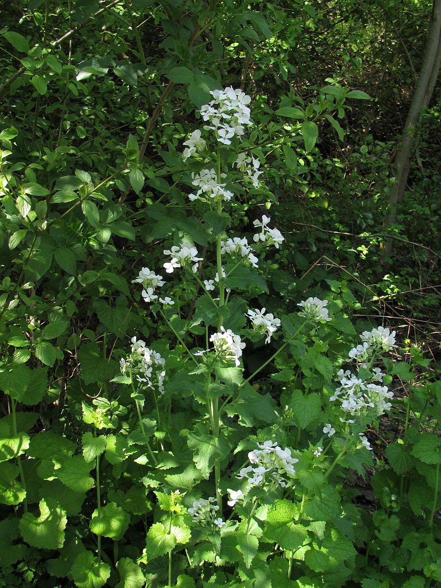 Lunaria annua (door Hanneke Waller)