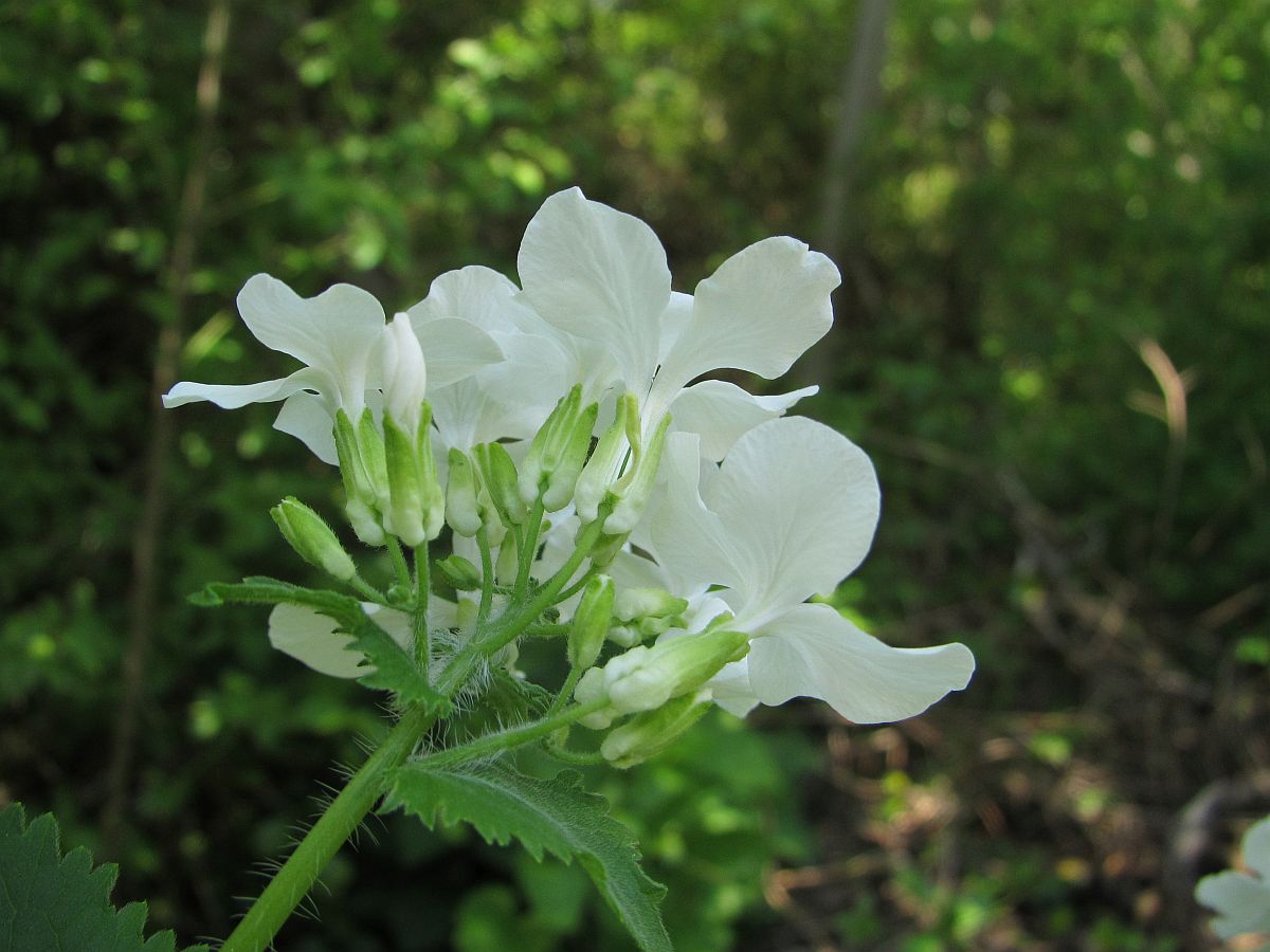 Lunaria annua (door Hanneke Waller)