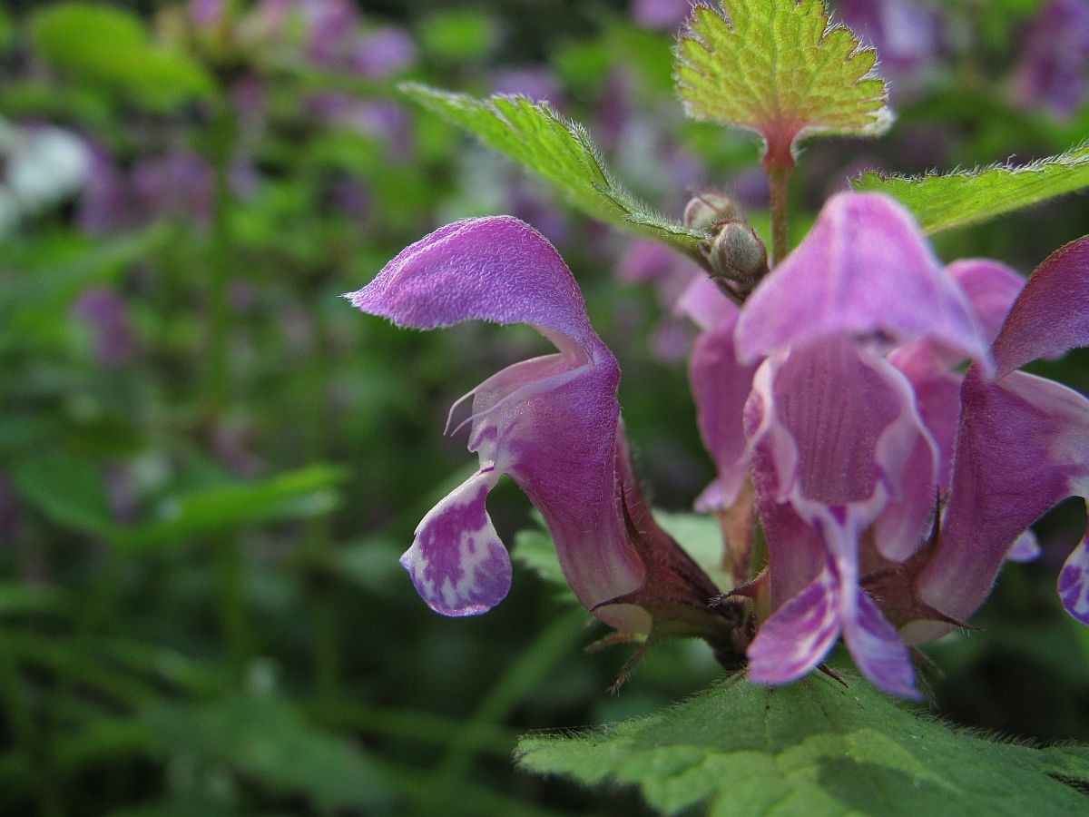 Lamium maculatum (door Hanneke Waller)