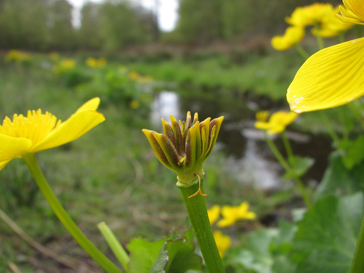 Caltha palustris subsp. palustris (door Hanneke Waller)