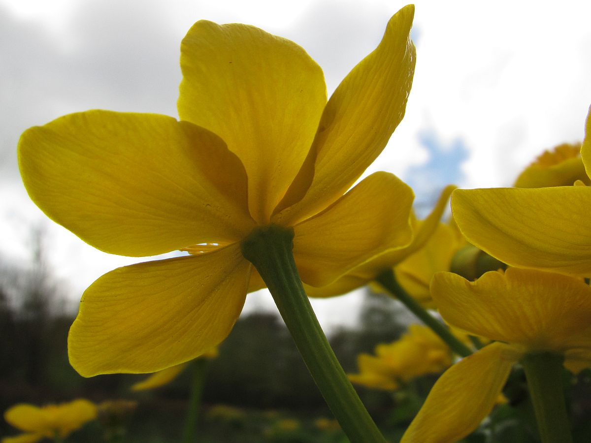 Caltha palustris subsp. palustris (door Hanneke Waller)