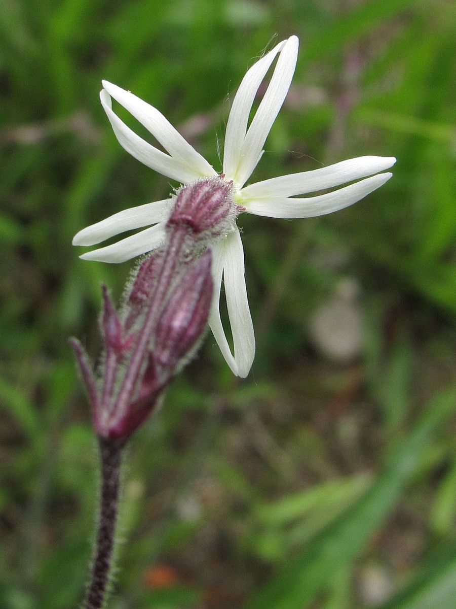 Silene nutans (door Hanneke Waller)