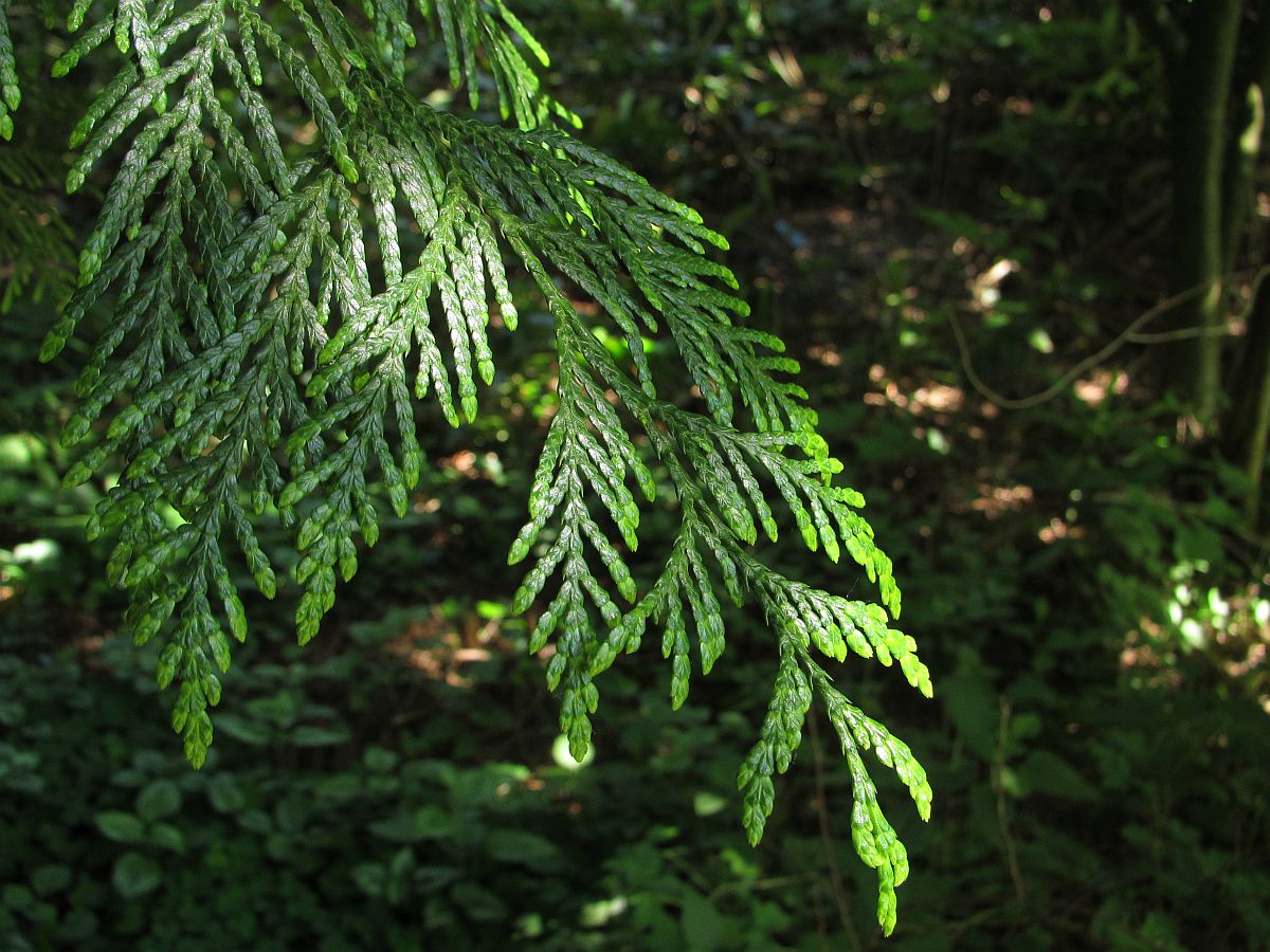 Thuja plicata (door Hanneke Waller)