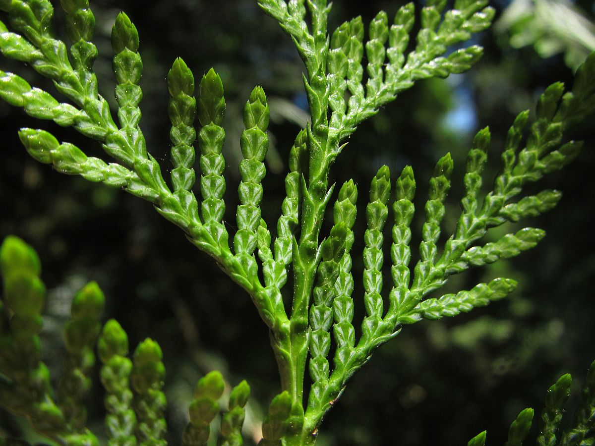 Thuja plicata (door Hanneke Waller)